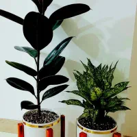 گل های طبیعی ارسال درب منزل