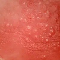 رب خانگی با گورجه ولایتی
