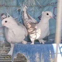 یک جفت کبوتر  زیبا و زینتی