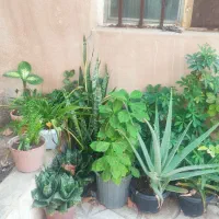 گل و گیاه آپارتمانی|گل و گیاه طبیعی|سبزوار, زینبیه|دیوار