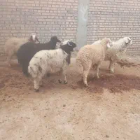 بره نر    تکی و جمله    شوش دانیال|حیوانات مزرعه|شوش, |دیوار