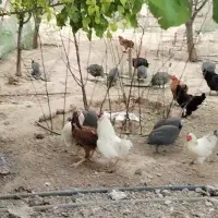 فروش تعداد 10 عدد مرغ وجوجه 5ماهه