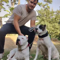 جفت داگو دو ساله