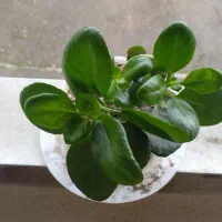 گل های آپارتمانی زیبا