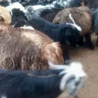 گوسفند میش بره