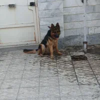 سگ ژرمن اصیل