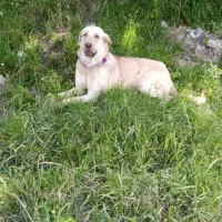 سگه پژدر عراقی