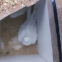 دوجفت عروس هلندی نیمه اهلی