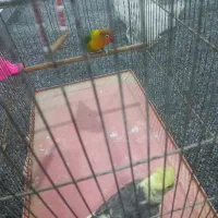 پرنده|پرنده|اهواز, بهارستان|دیوار