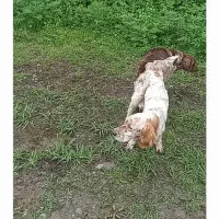 سگ شکاری سیتر فرانسه آموزش دیده چهارماه نر|سگ|رشت, حومه رشت|دیوار