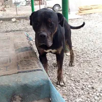 فروش پیت بول