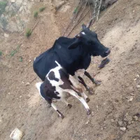 گاو‌باگوساله نر به فروش می‌رسد