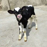 گوساله و گاو فروشی