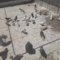 کبوتر|پرنده|معصومیه, |دیوار