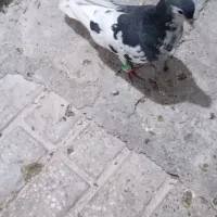 چپ افشون نر