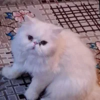 گربه خانگی نژاددار