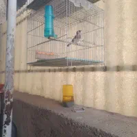 ۲ عدد بچه سهر امسال قوار دار خوشکل