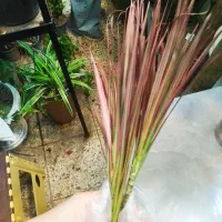 سر قلم دراسنا خون سیاوشان