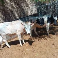 ۲راس،گوساله نر دورگ‌ محلی