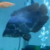 گورامی برگی سایز یزرگ