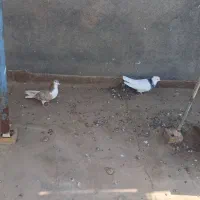 طوقی آبی کاکولی  راست زرد پر خال سیاه