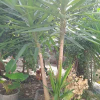 دوگلدان کامکوات دوگلدان یوکا|گل و گیاه طبیعی|تنکابن, |دیوار