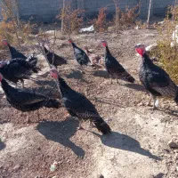 ۱۰عدد بوقلمون نروماده ۴۰عدد مرغ گلپایگانی ۸ماهه|حیوانات مزرعه|فرمهین, |دیوار