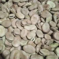 فروش بذرهای یونجه نخود فرنگی پیاز باقله لوبیا گندم|خدمات باغبانی و درختکاری|داراب, |دیوار