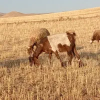 یک راس بز پاکستانی درشت و هیکلی3 قلوزا