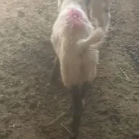 میش بز بزغاله|حیوانات مزرعه|تربت‌حیدریه, کوی شهید احمدزاده ملکی|دیوار