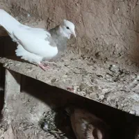 طوقی ماده|پرنده|امیدیه, |دیوار