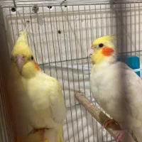 تعدادی جوجه عروس و بالغ و مولد(گیرینچیک ملنگو|پرنده|رشت, یخسازی|دیوار