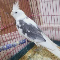 عروس هلندی نر|پرنده|خاش, |دیوار