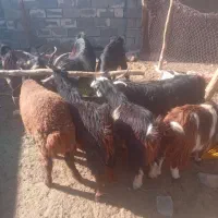 سوپرگوشت کهره بره بز میش.گوساله شتر|حیوانات مزرعه|فراشبند, |دیوار