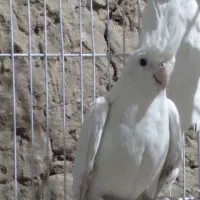 عروس هلندی البینو|پرنده|بهاباد, |دیوار