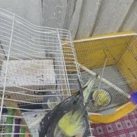 عروس هلندی|پرنده|مبارکه, |دیوار