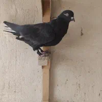 کفتر نر و ماده