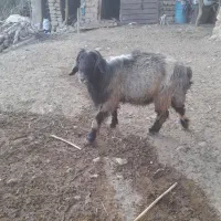 قوچ بختیاری|حیوانات مزرعه|رودشت (چهارمحال و بختیاری), |دیوار