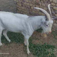 چپش