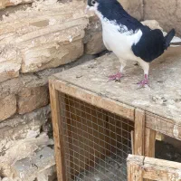 سیاه پوش پرنده کبوتر|پرنده|الوند, |دیوار