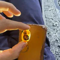 شجر مصور|جواهرات|اهواز, امانیه|دیوار