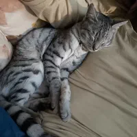 گربه گم شده خانگی