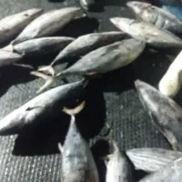 ماهی دریایی جهته بسته بندی