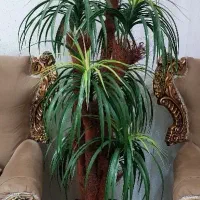فروش نخل مصنوعی
