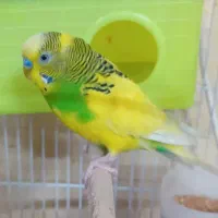 یک جفت مرغ عشق 4ماهه