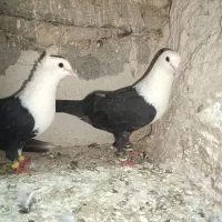 کبوتر‌رنگه‌عطیقه