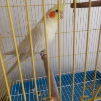 لوتینو ماده بسیار سالم و سرحال|پرنده|نجف‌آباد, ویلاشهر|دیوار