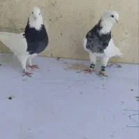 طوقی الماسی و ماده سیاه