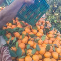 پانصد کیلو نارنگی ژاپنی شیرین و درشت