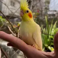 * عروس هلندی دستی دونخور *|پرنده|شیراز, وحدت|دیوار